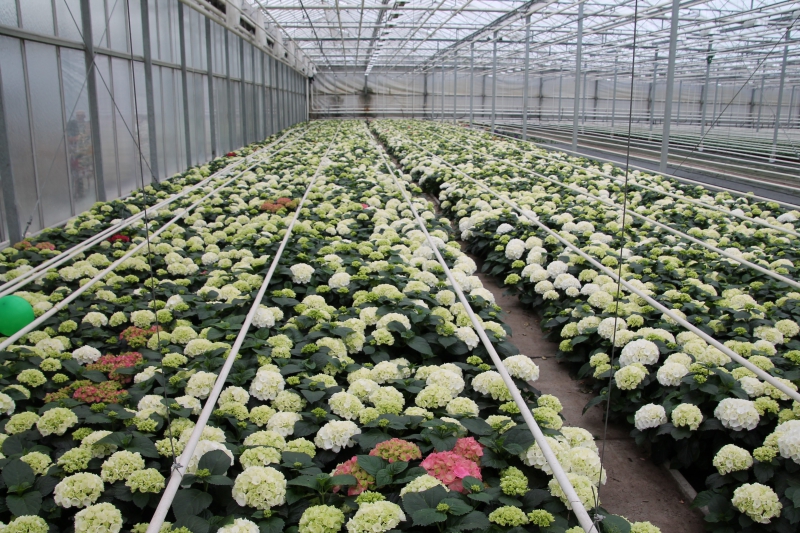 pepiniere-FIGANIERES-min_nursery-hydrangea-white-flowers-greenhouse-flower-1609210-pxhere.com